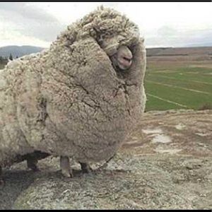 Meet your Posher, Joan